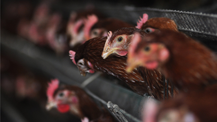 Grippe aviaire au Canada : l'abattage de 80 000 volailles a commencé