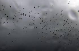 Les oiseaux ont un sixième sens qui leur permet de fuir avant les tempêtes