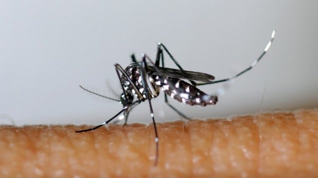 Chikungunya : plus de 50 000 cas confirmés