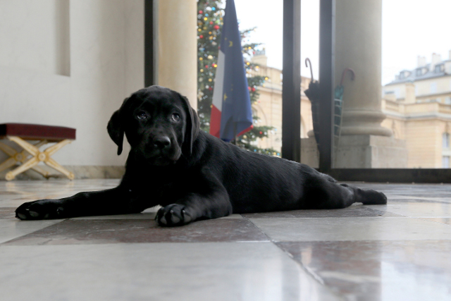 Philae, la nouvelle chienne de François Hollande