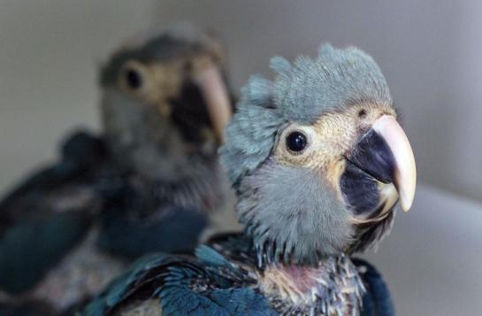 L'institut Chico Mendes a annoncé la naissance de deux perroquets bleus, une première depuis 14 ans ! L'espère ne compte que 92 spécimens dans le monde.