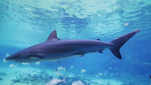 Nouvelle morsure de requin en Australie