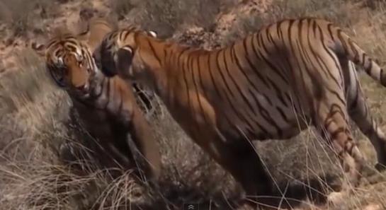 Un homme d'affaires chinois, qui avait acheté trois tigres et consommé leur viande lors de fêtes privées, a été condamné à 13 ans de prison. Capture YouTube