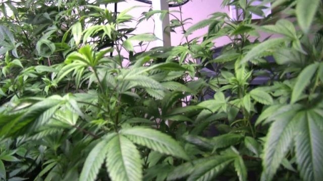 USA: un ancien sénateur va diriger une entreprise vendant du cannabis