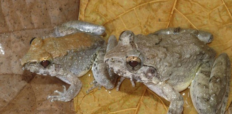 Les grenouilles Limnonectes larvaepartus le 31 décembre 2014. AFP