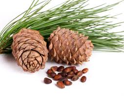 Plaintes contre un trafic industriel de pommes de pins sur l'île de Ré