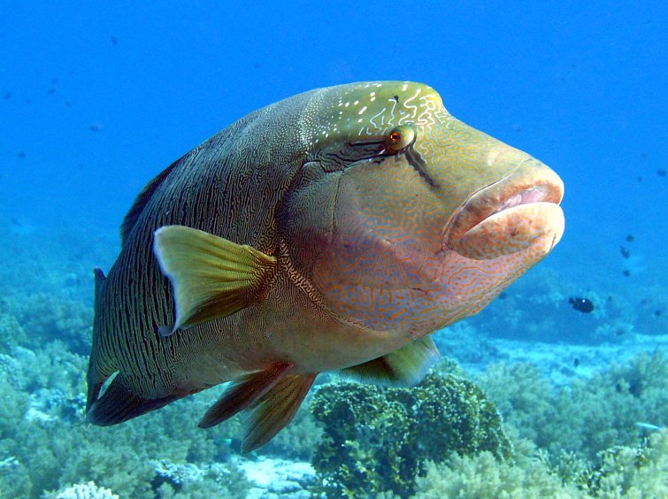 Un mara (Napoléon) © Cheilinus undulatus by Patryk Krzyzak