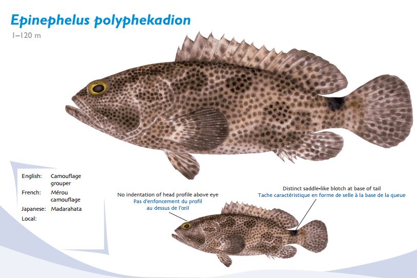 le hapu'u © Secrétariat général de la Communauté du Pacifique