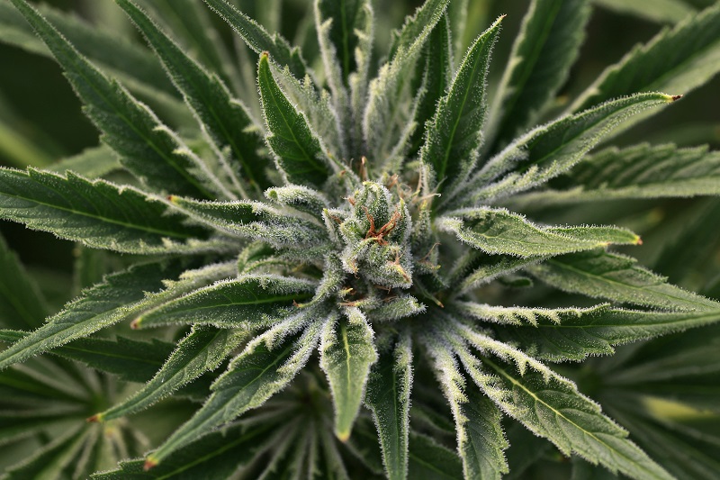 Une nouvelle législation sur le cannabis dans les tuyaux