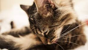 Russie: un chat a sauvé la vie d'un bébé abandonné près d'un vide-ordures