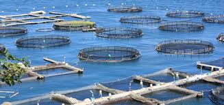 L'aquaculture, une "schizophrénie française"