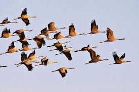 Les oiseaux migrateurs se relaient en tête de la formation pour moins se fatiguer