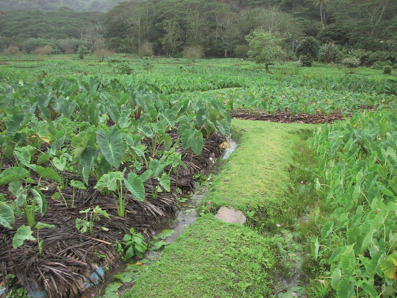 Si certains produits vivriers poussent vite (environ trois mois) comme les épinards ou la patate douce, il faut être un peu plus patient pour d'autres comme le taro, le manioc, l'igname ou les bananes. photo archives Tahiti infos