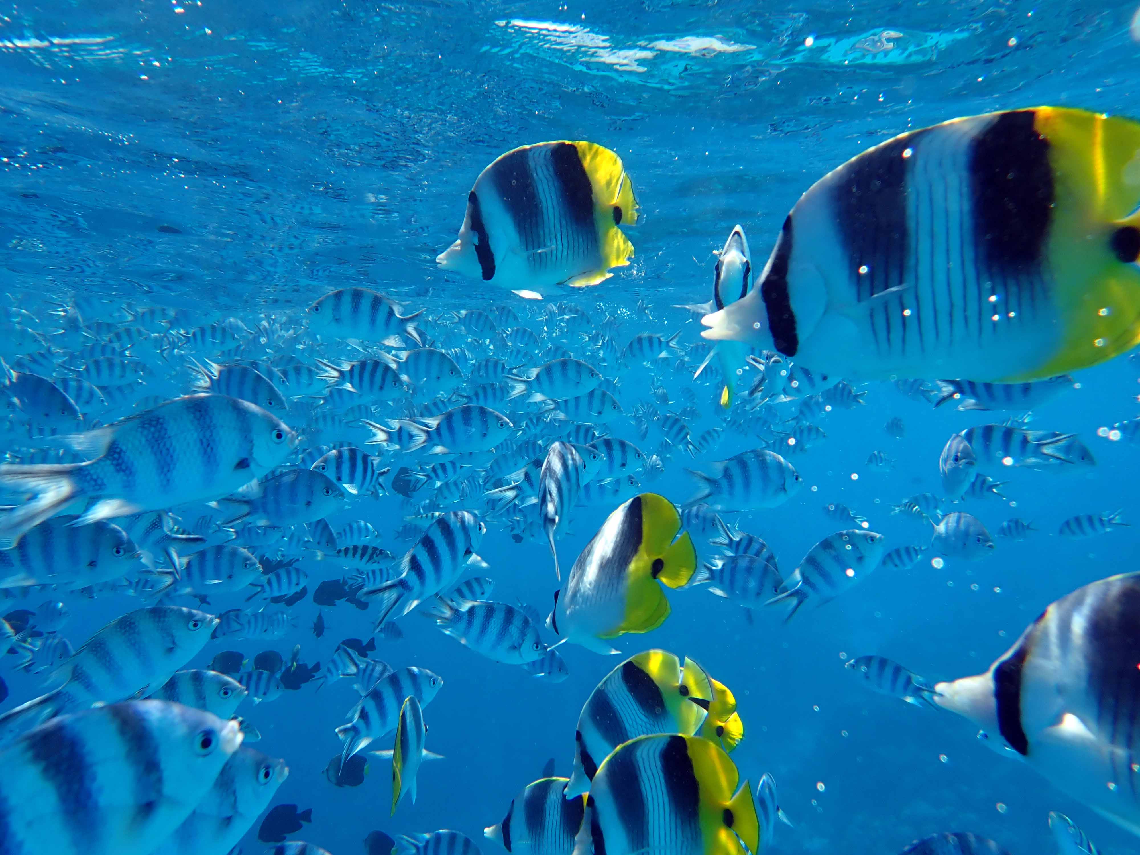 Crédit : David Lecchini.