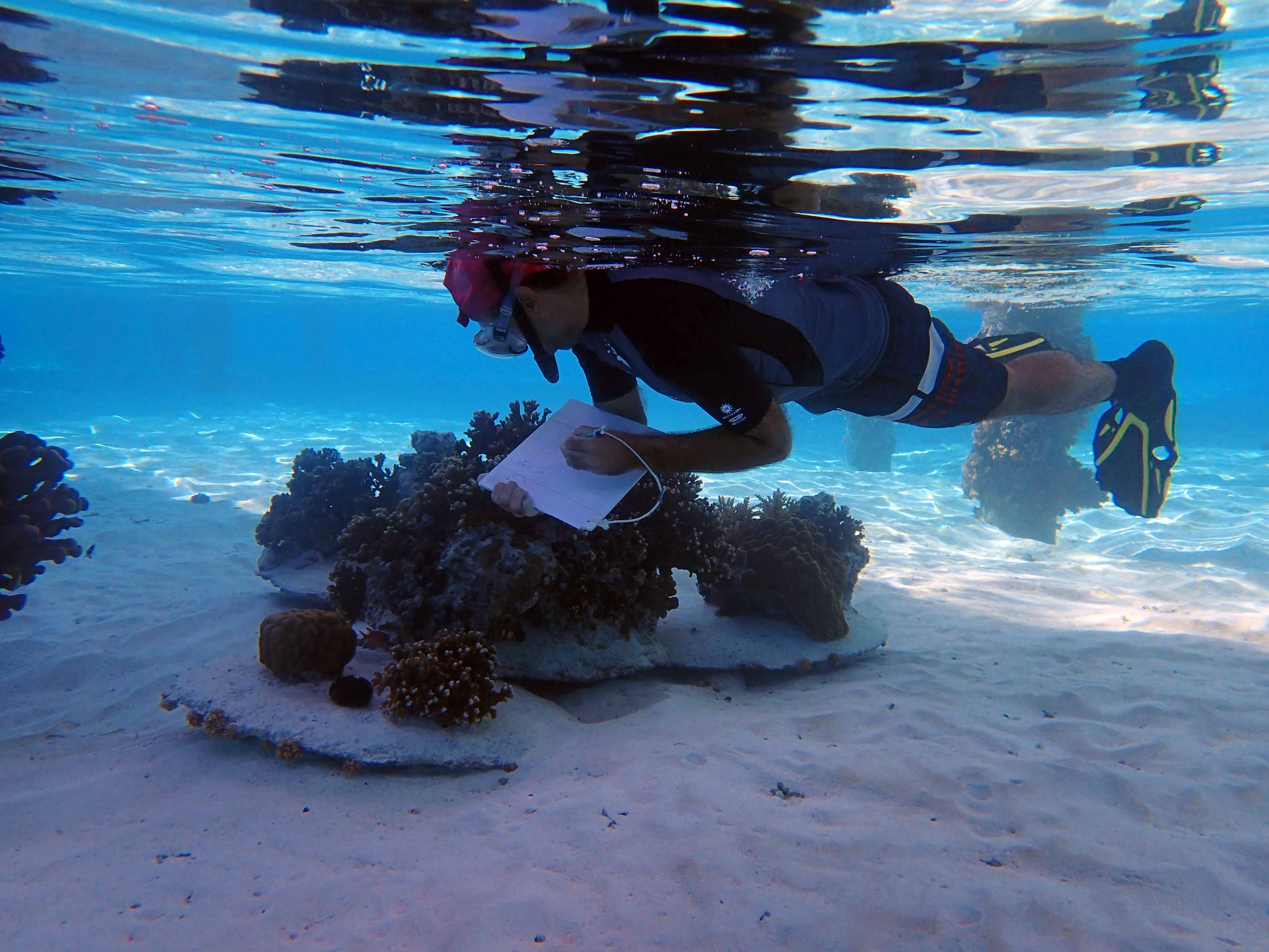 Crédit : David Lecchini.