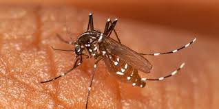 Premier décès dû à un cas de chikungunya en Guyane