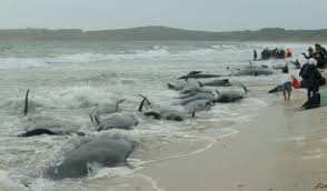 Près de 200 baleines s'échouent sur une plage en Nouvelle-Zélande