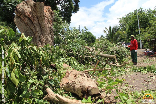 Travaux d'élagage à La Mission.