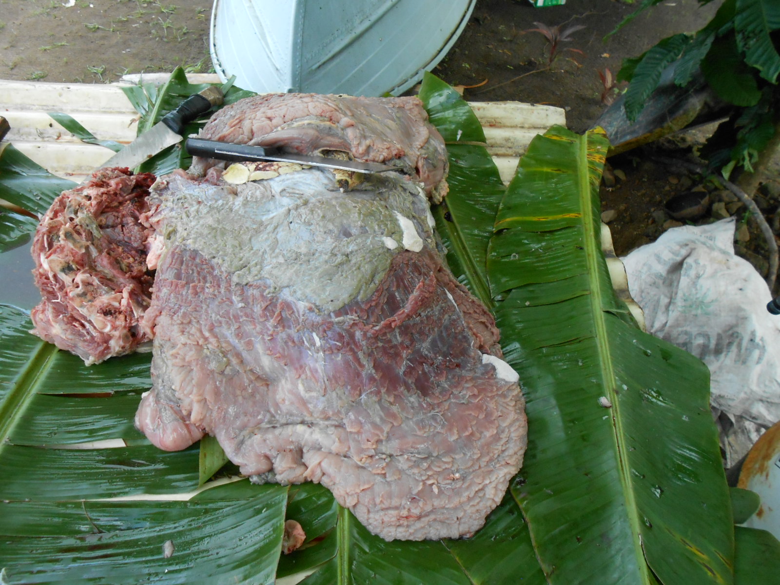 La tortue a été tuée à l'aide d'un fusil harpon.