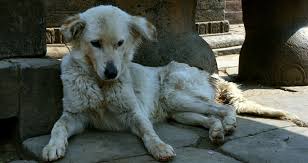 Les chiens errants de Téhéran bientôt vaccinés et équipés de GPS