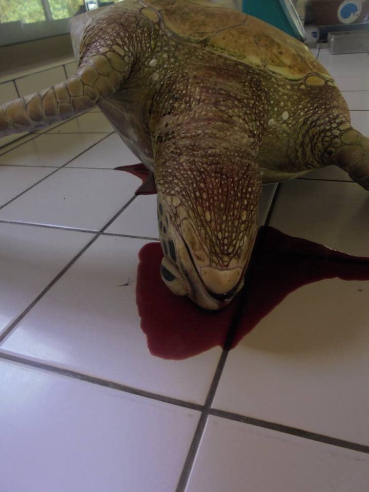 Deux tortues retrouvées mortes en deux jours à Moorea