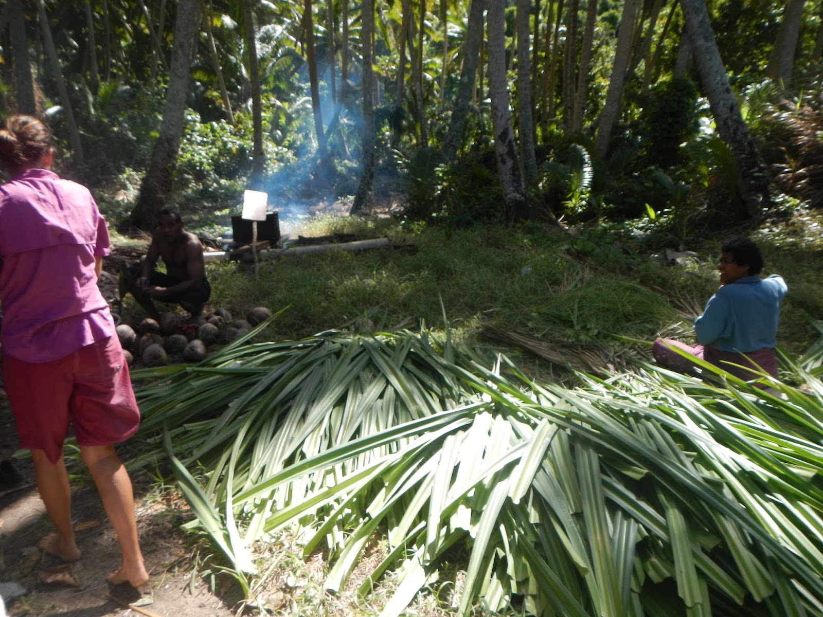  Maiao : les producteurs de pandanus lancent « un appel à l'aide »