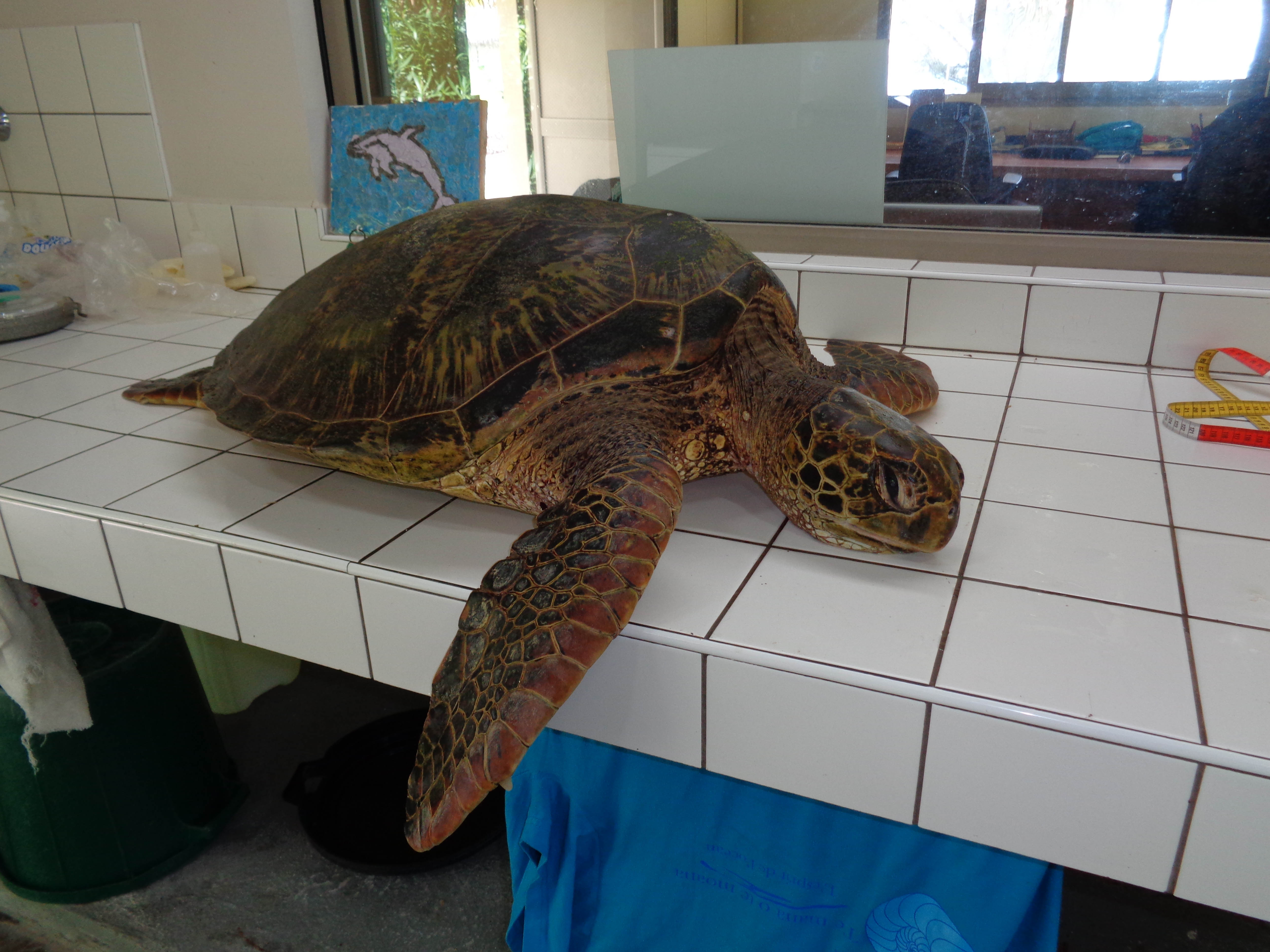 Une troisième tortue braconnée à Moorea