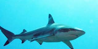 La présence de requins près des côtes de la Réunion due à un ensemble de facteurs