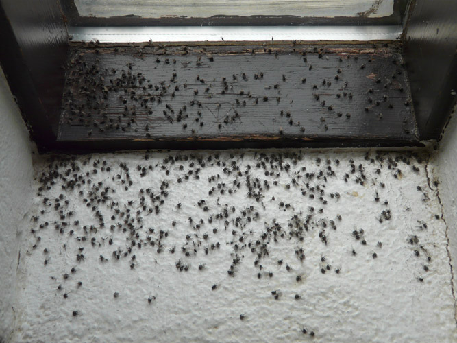 Teva i uta : La mouche des terreaux est arrivée à Mataiea