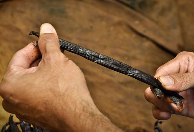 La préparation de la vanille demande un long travail et des massages réguliers pour lui conserver son moelleux.