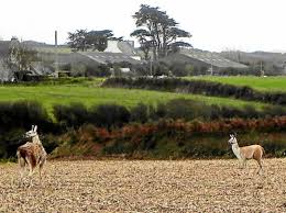 USA: deux lamas se font la belle, Twitter s'emballe