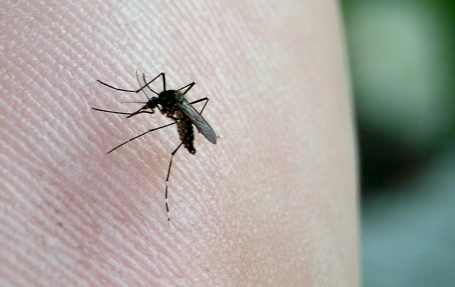 Chikungunya : veille sanitaire allégée mais pas encore de fin d'épidémie
