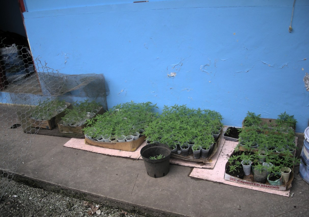 621 pousses de cannabis détruites à Raiatea