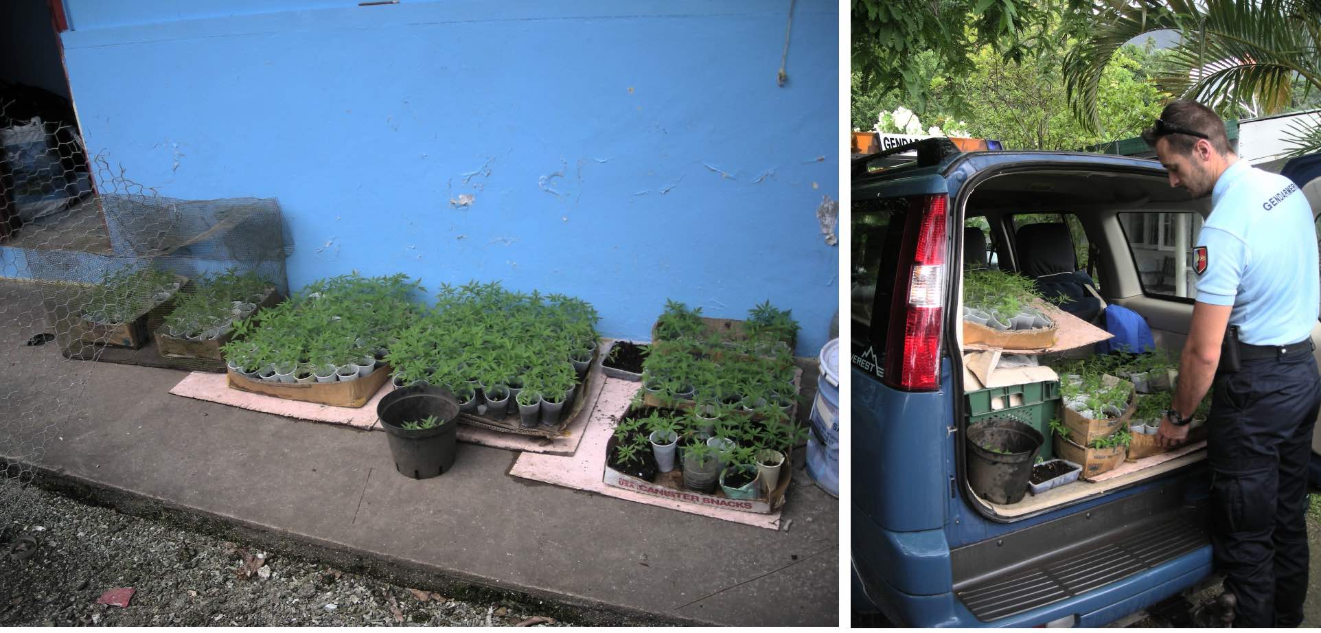 621 pousses de cannabis détruites à Raiatea