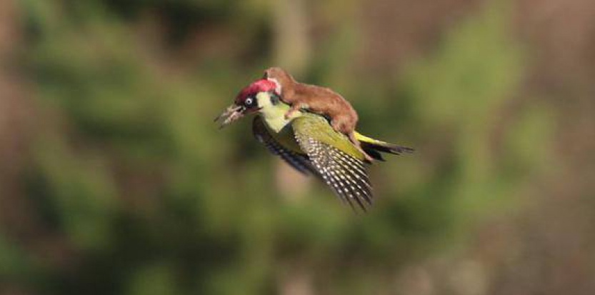 Une belette fait un vol à dos de pic-vert