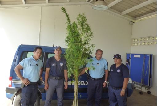 Des plants de paka de plus de 3 mètres saisis à Hiva Oa