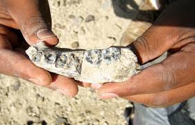 La découverte d'un fossile de 2,8 millions d'années vieillit le genre humain de 400.000 ans
