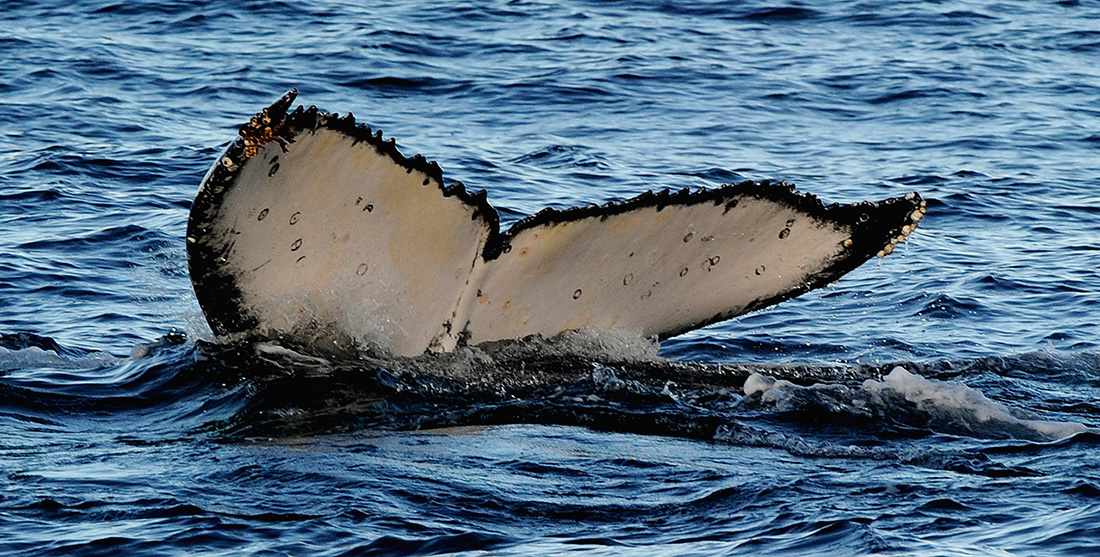 Crédit GREG WOOD / AFP