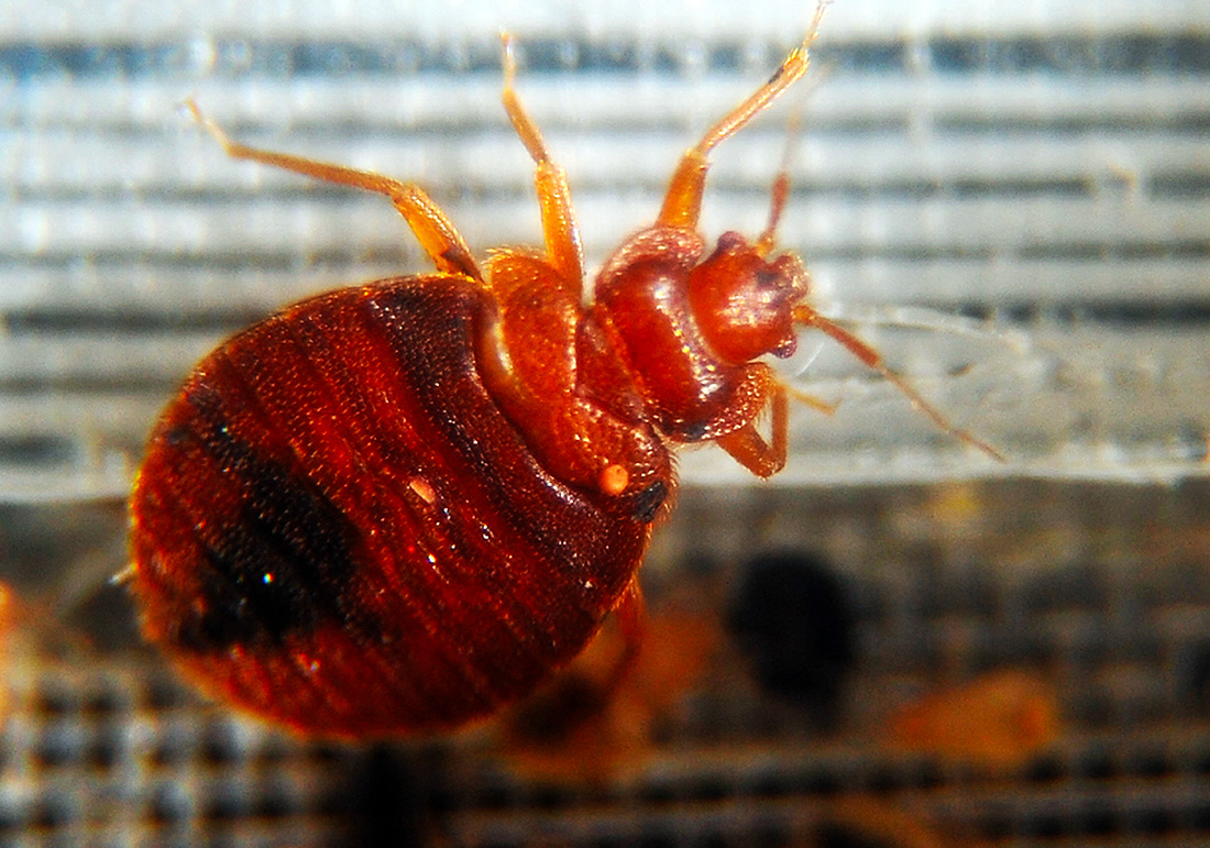 Crédit Jewel SAMAD / AFP