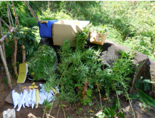 Interpellé avec six kilos de feuilles séchées de paka