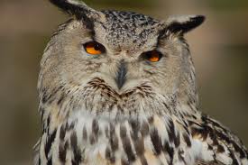 Un hibou qui terrorisait une ville des Pays-Bas enfin capturé