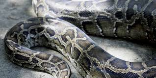 Avis de recherche : un boa de 3 mètres a fugué à Buenos Aires