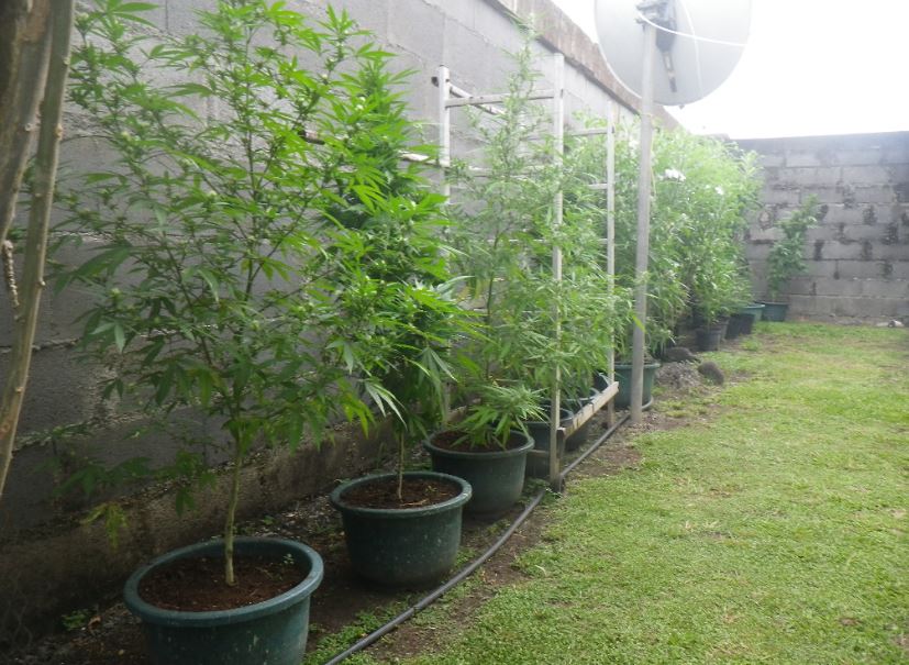 Un gros planteur de Papara incarcéré à Nuutania