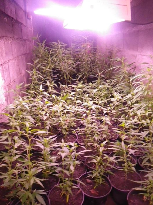 Un gros planteur de Papara incarcéré à Nuutania