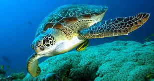 Les tortues vertes de retour en Floride et au Mexique