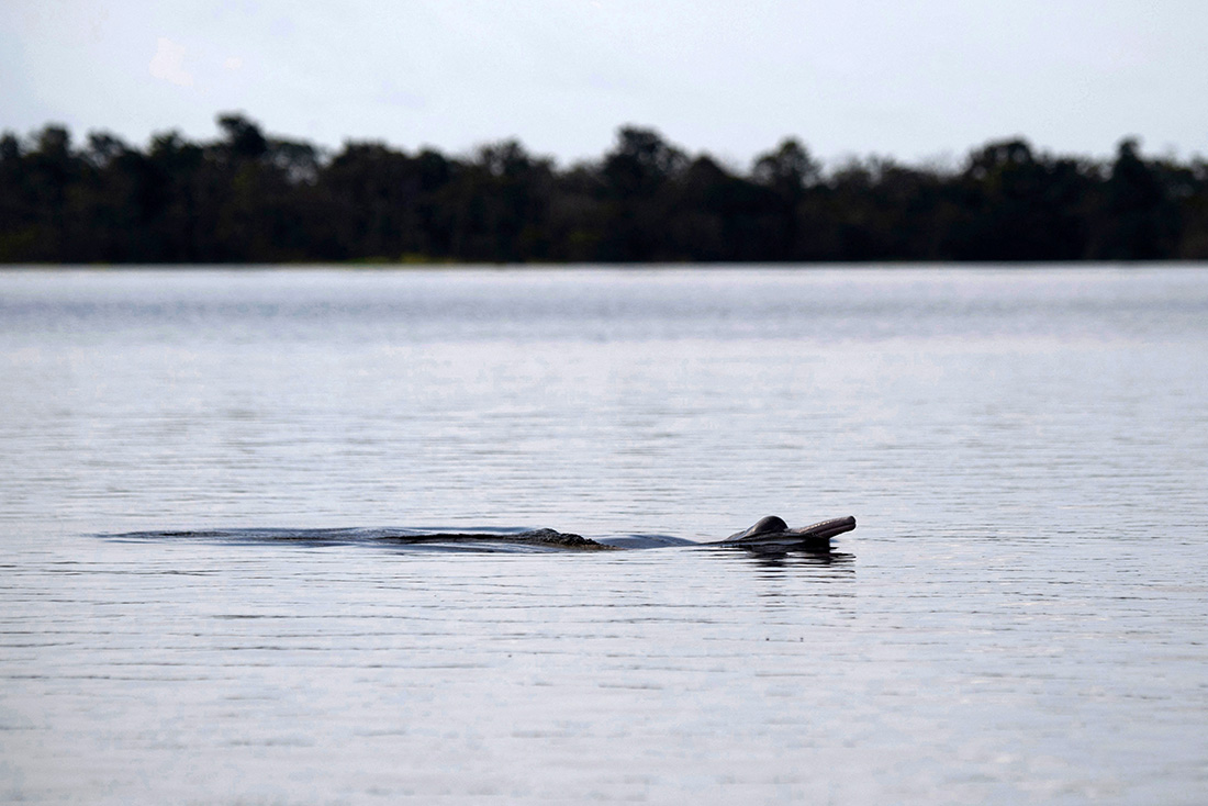 Crédit Mauro Pimentel / AFP