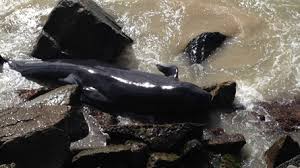 Australie: 12 baleines pilote meurent en s'échouant