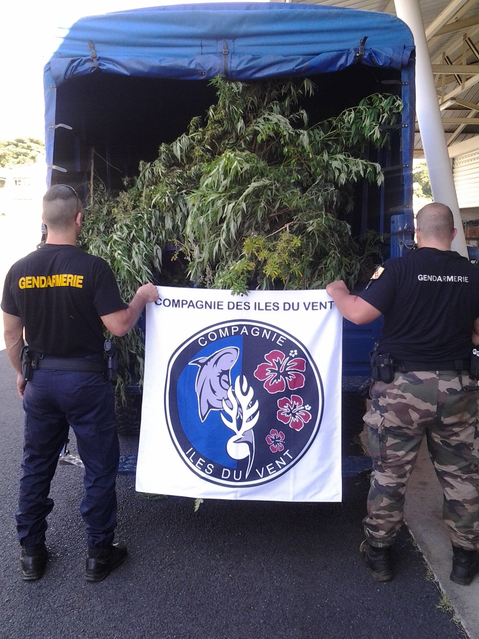 1 300 pieds de paka arrachés lundi