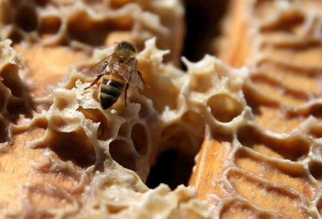 Pour le moment, le miel de Huahine peut être importé à Tahiti. Les apiculteurs souhaitent que cela ne soit plus possible.