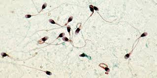 Relation entre pesticides et qualité du sperme